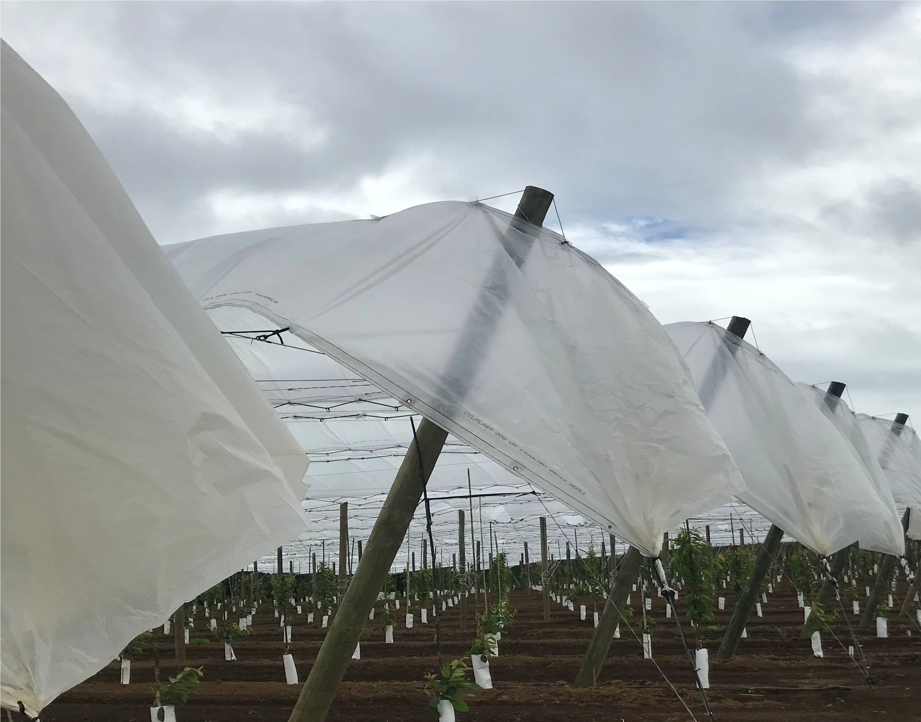 Tela Cobertor Frutal