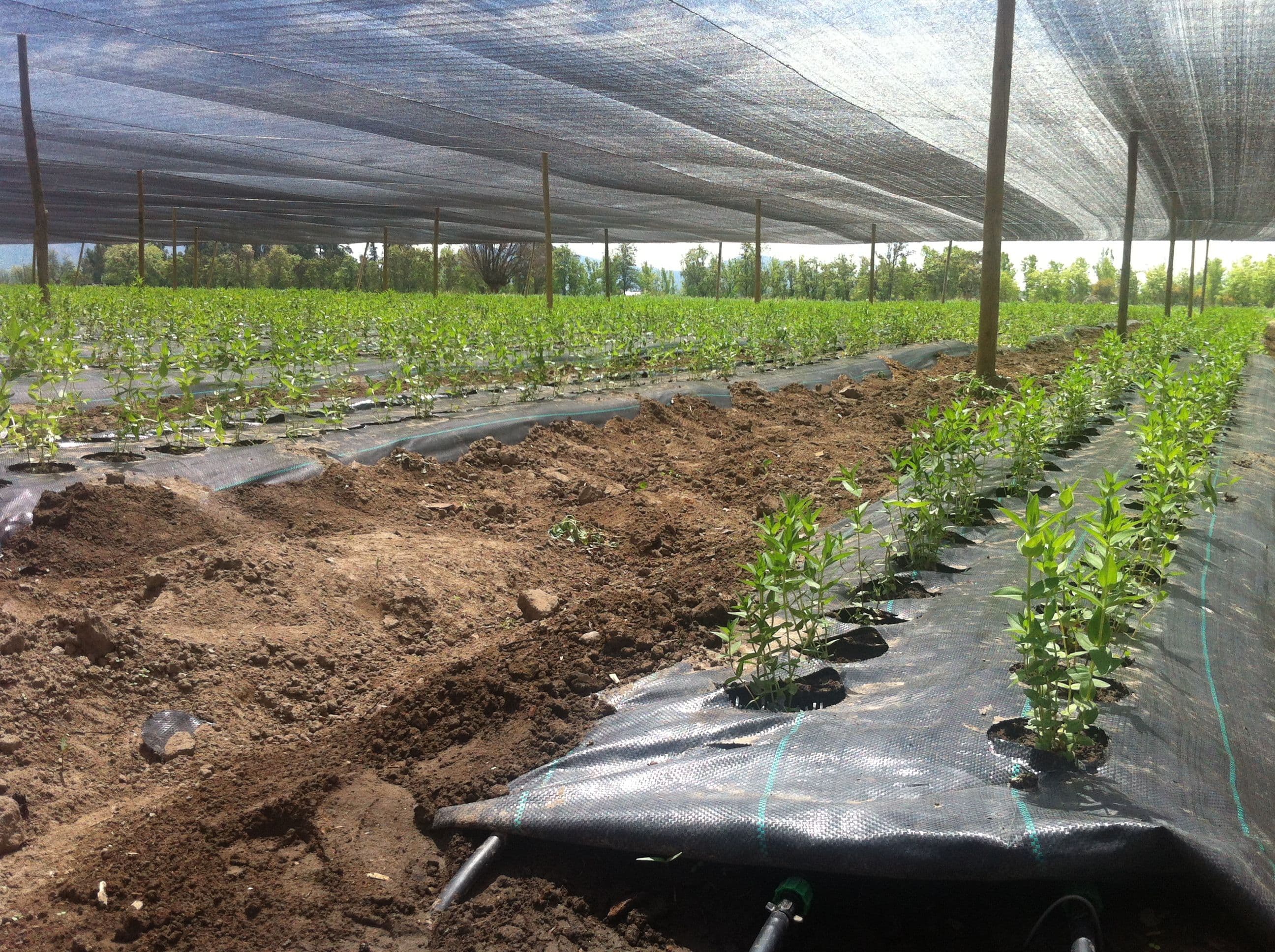 Ground Cover Antimalezas